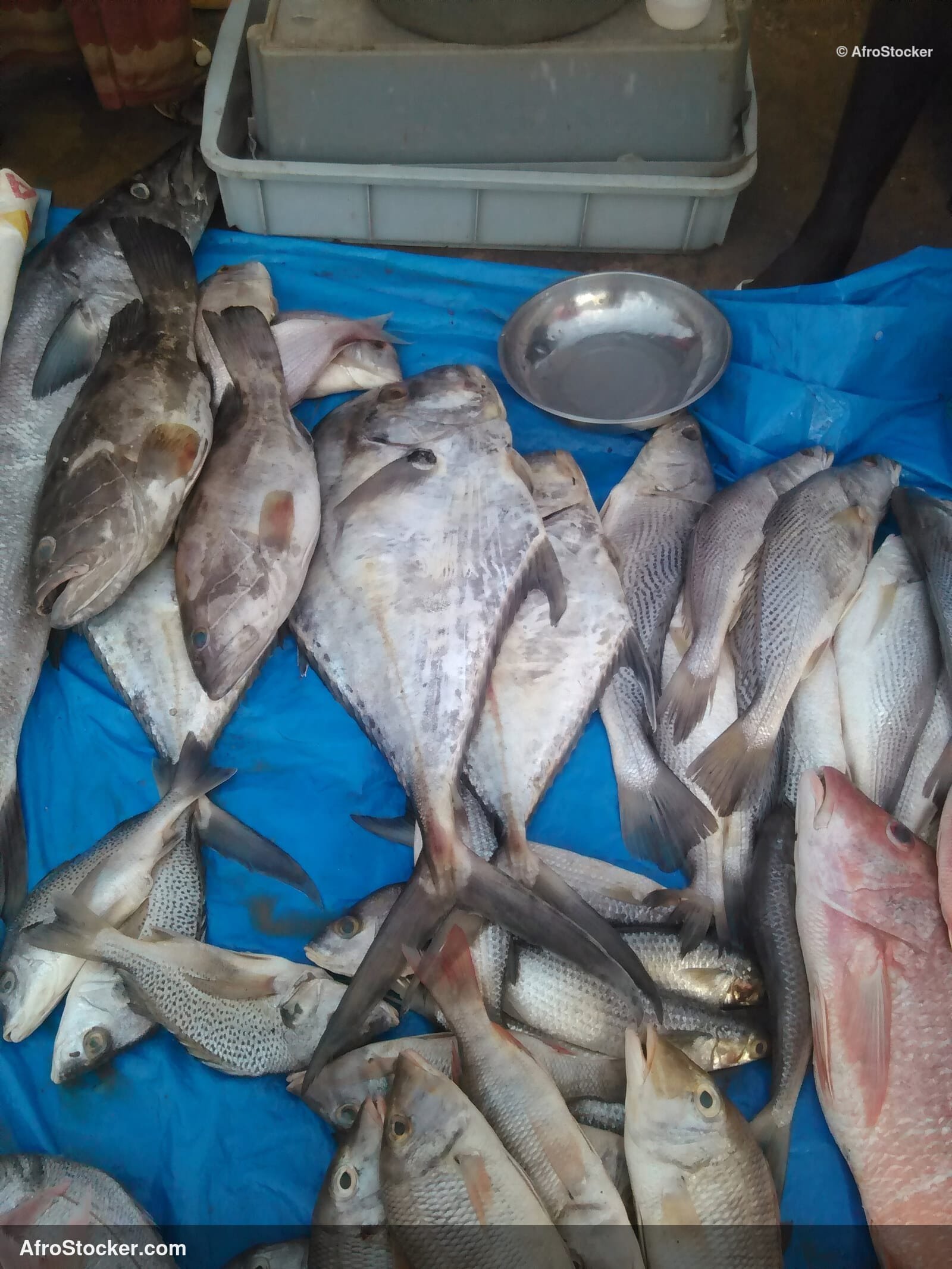 Fish Market African Market / Marché aux Poissons Marché Africain | AfroStocker