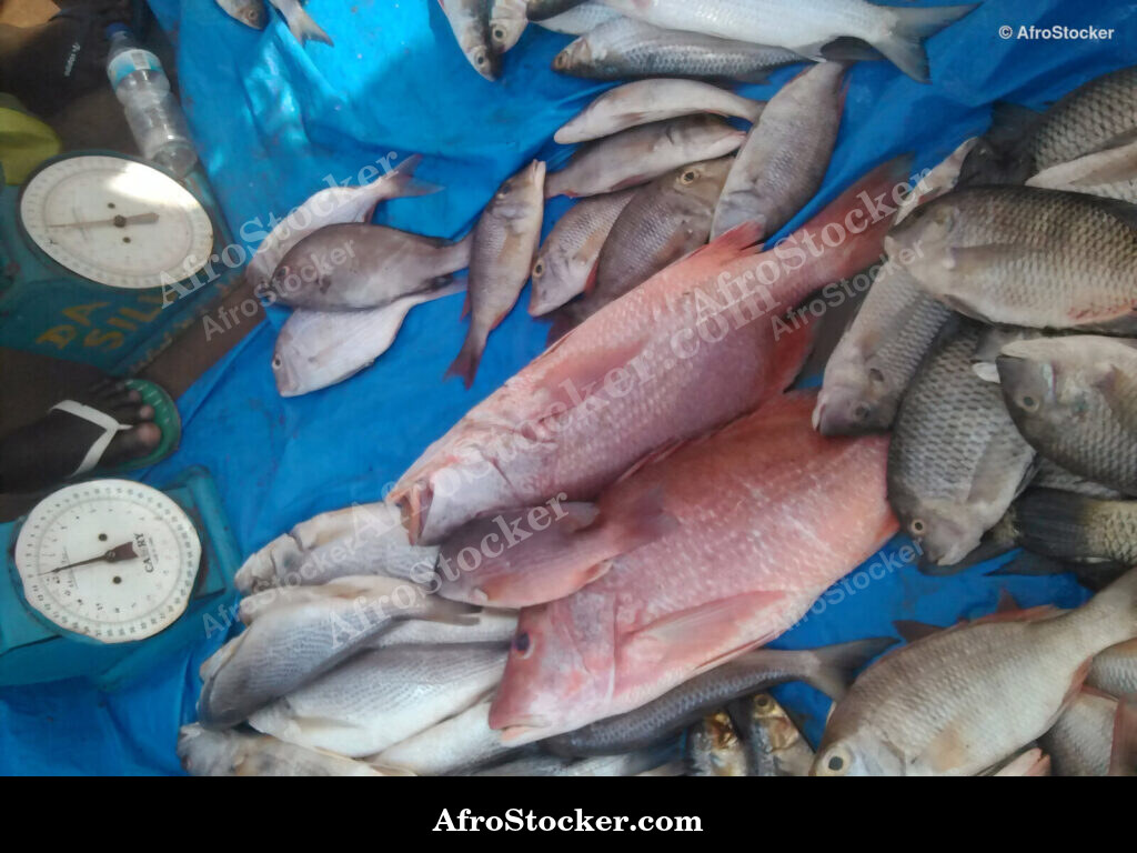 Fish Vendor Local Market / Vendeur de Poissons Marché Local | AfroStocker