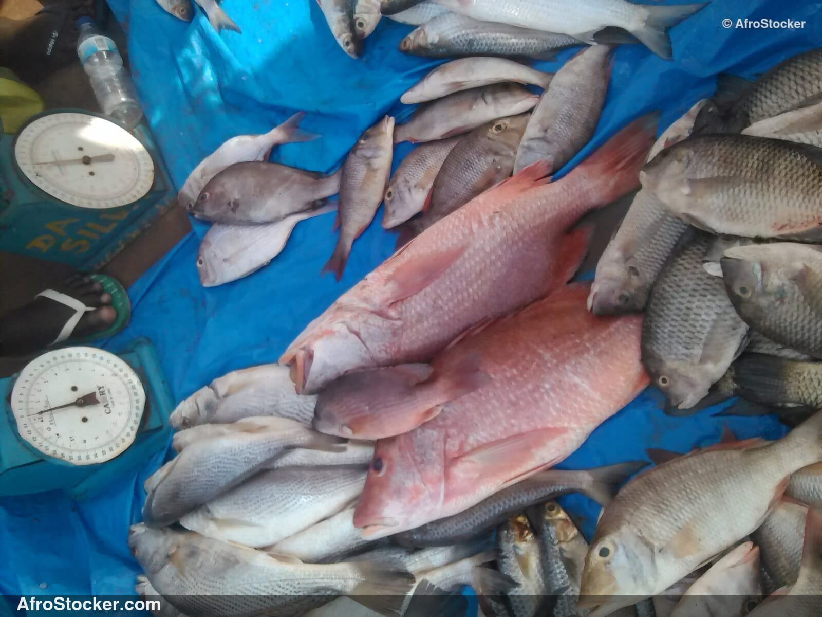 Fish Vendor Local Market / Vendeur de Poissons Marché Local | AfroStocker