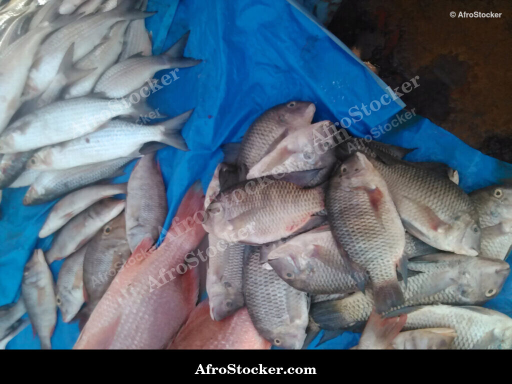 Fish Catch Local Market / Pêche Marché Local | AfroStocker