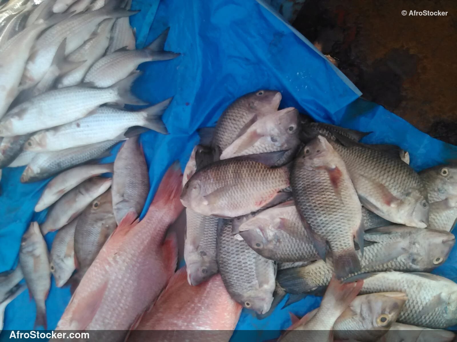 Fish Catch Local Market / Pêche Marché Local | AfroStocker