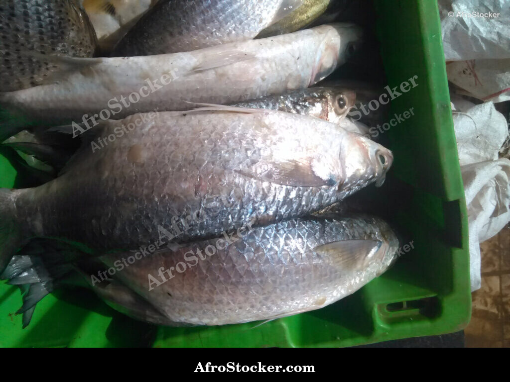 Fish Trade Local Market / Commerce de Poissons Marché Local | AfroStocker