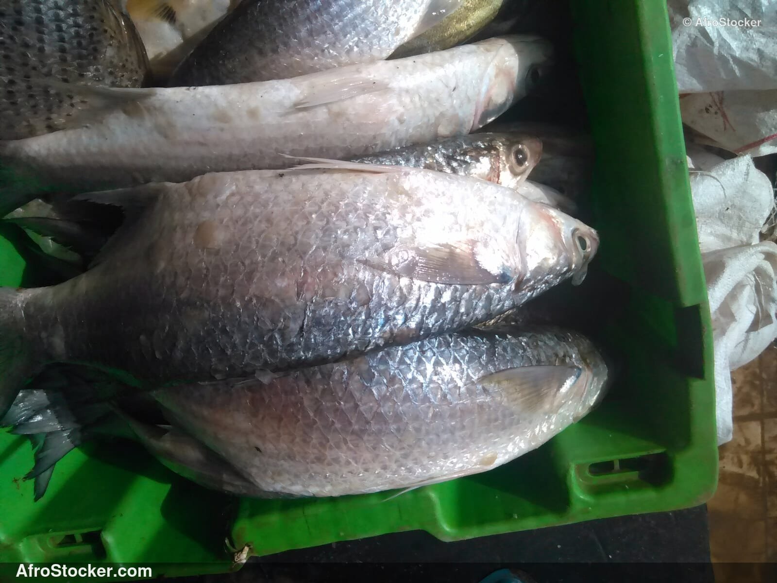 Fish Trade Local Market / Commerce de Poissons Marché Local | AfroStocker
