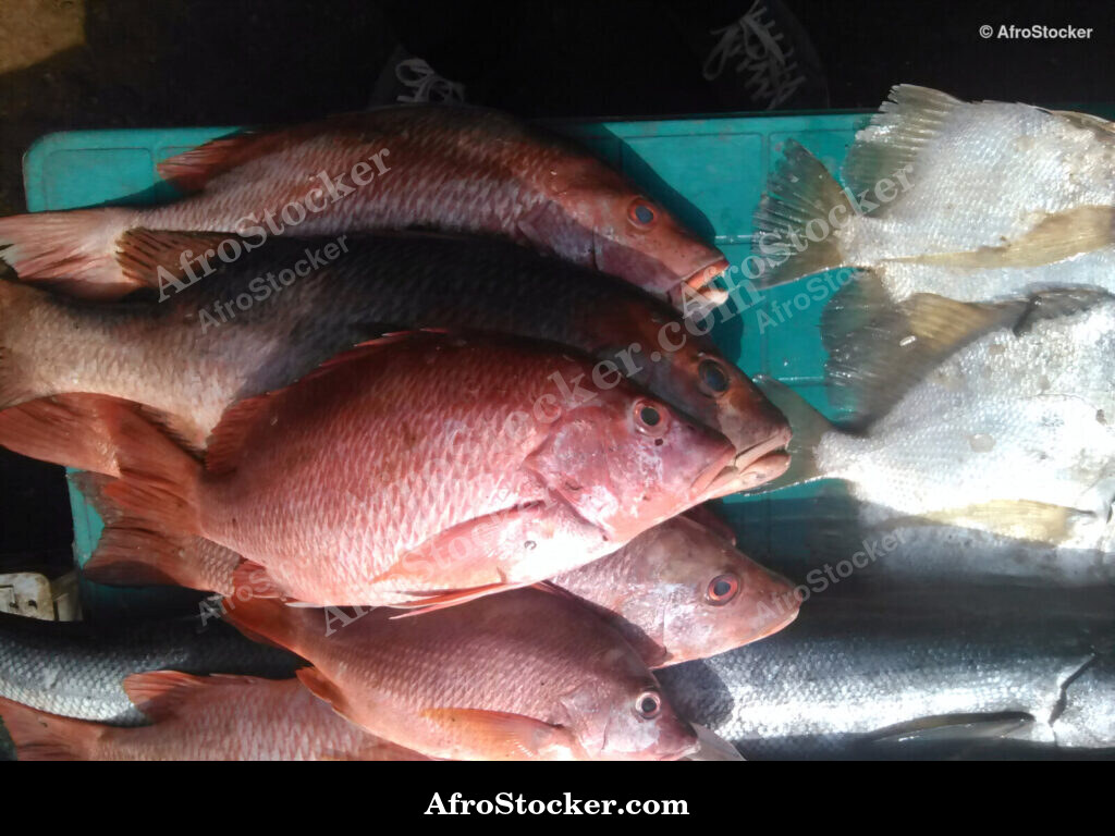 Fish Haul West Africa / Prise de Poissons Afrique de l'Ouest | AfroStocker