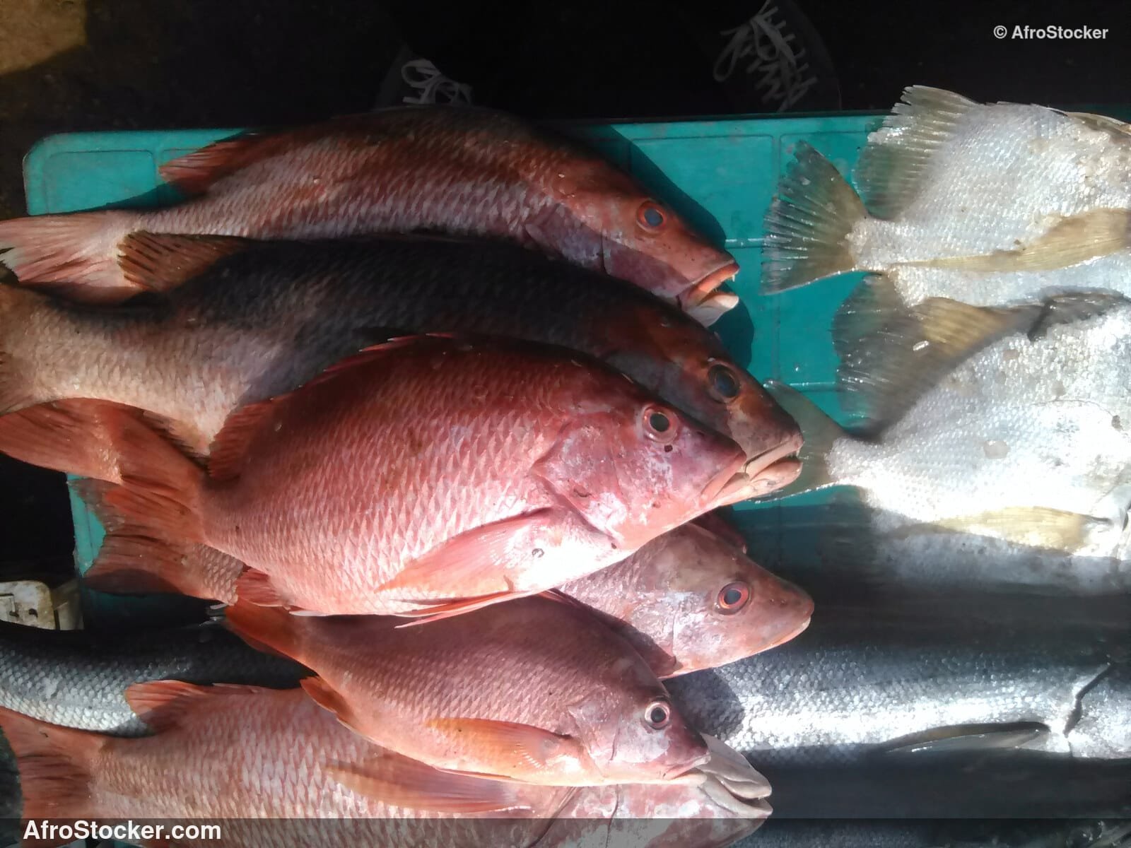 Fish Haul West Africa / Prise de Poissons Afrique de l'Ouest | AfroStocker