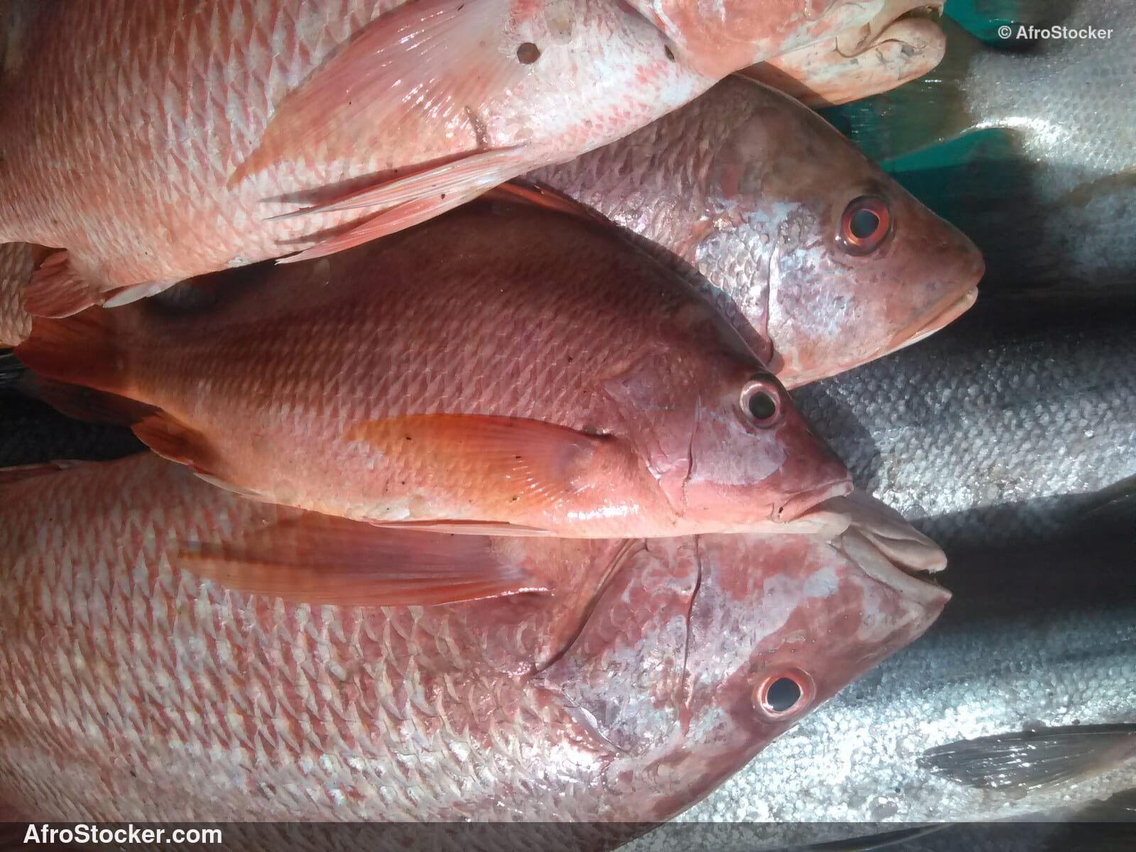 Grilled Fish West Africa / Poisson Grillé Afrique de l'Ouest | AfroStocker