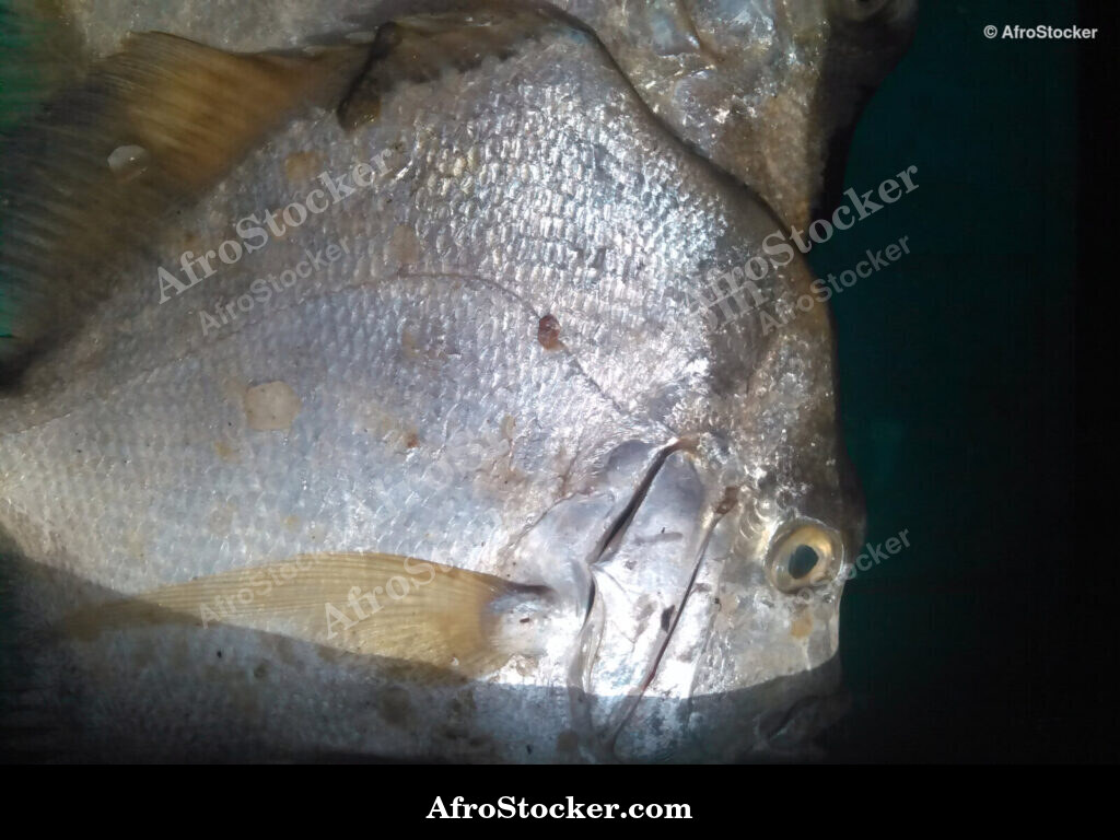 Fish Harvest West Africa / Récolte de Poissons Afrique de l'Ouest | AfroStocker