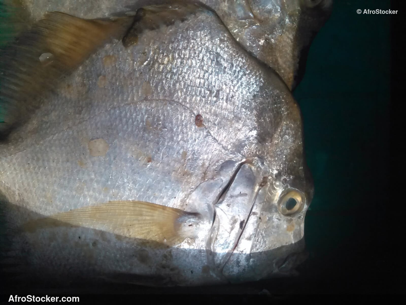 Fish Harvest West Africa / Récolte de Poissons Afrique de l'Ouest | AfroStocker