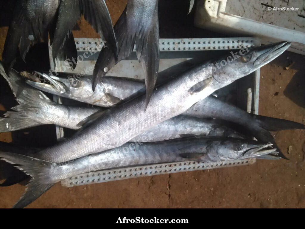 Fish Sale West Africa / Vente de Poissons Afrique de l'Ouest | AfroStocker