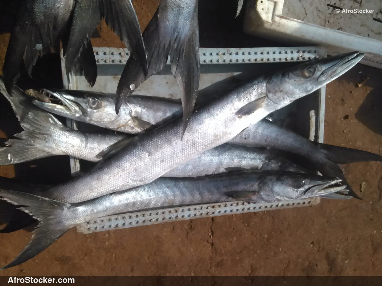 Fish Sale West Africa / Vente de Poissons Afrique de l'Ouest | AfroStocker