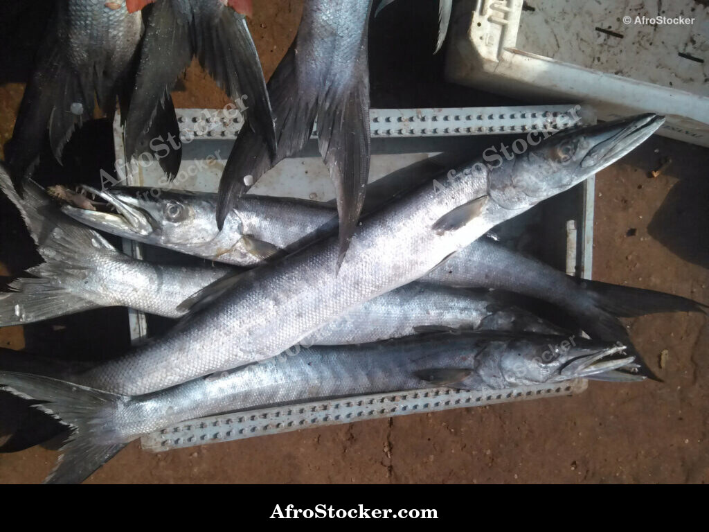 Fish Market Coastal Village / Marché aux Poissons Village Côtier | AfroStocker