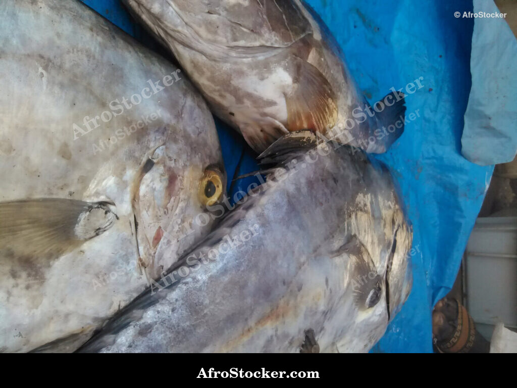 Fish Vendor Coastal Village / Vendeur de Poissons Village Côtier | AfroStocker