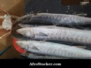 Fish Display Coastal Village - Morning Scene