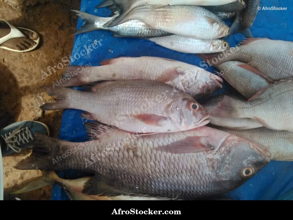 Fish Stall Coastal Village / Stand de Poissons Village Côtier | AfroStocker