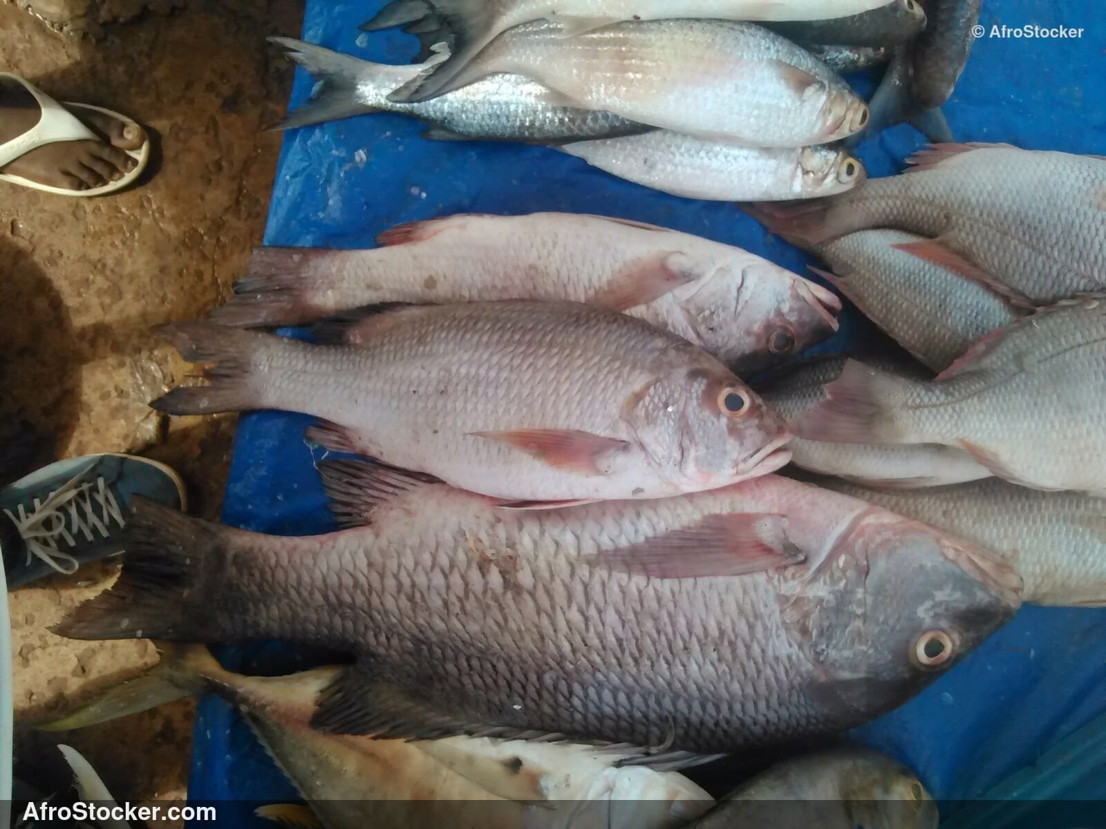 Fish Stall Coastal Village / Stand de Poissons Village Côtier | AfroStocker