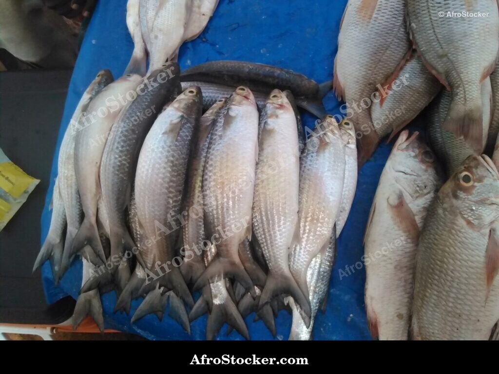 Fish Seller African Market / Marchand de Poissons Marché Africain | AfroStocker