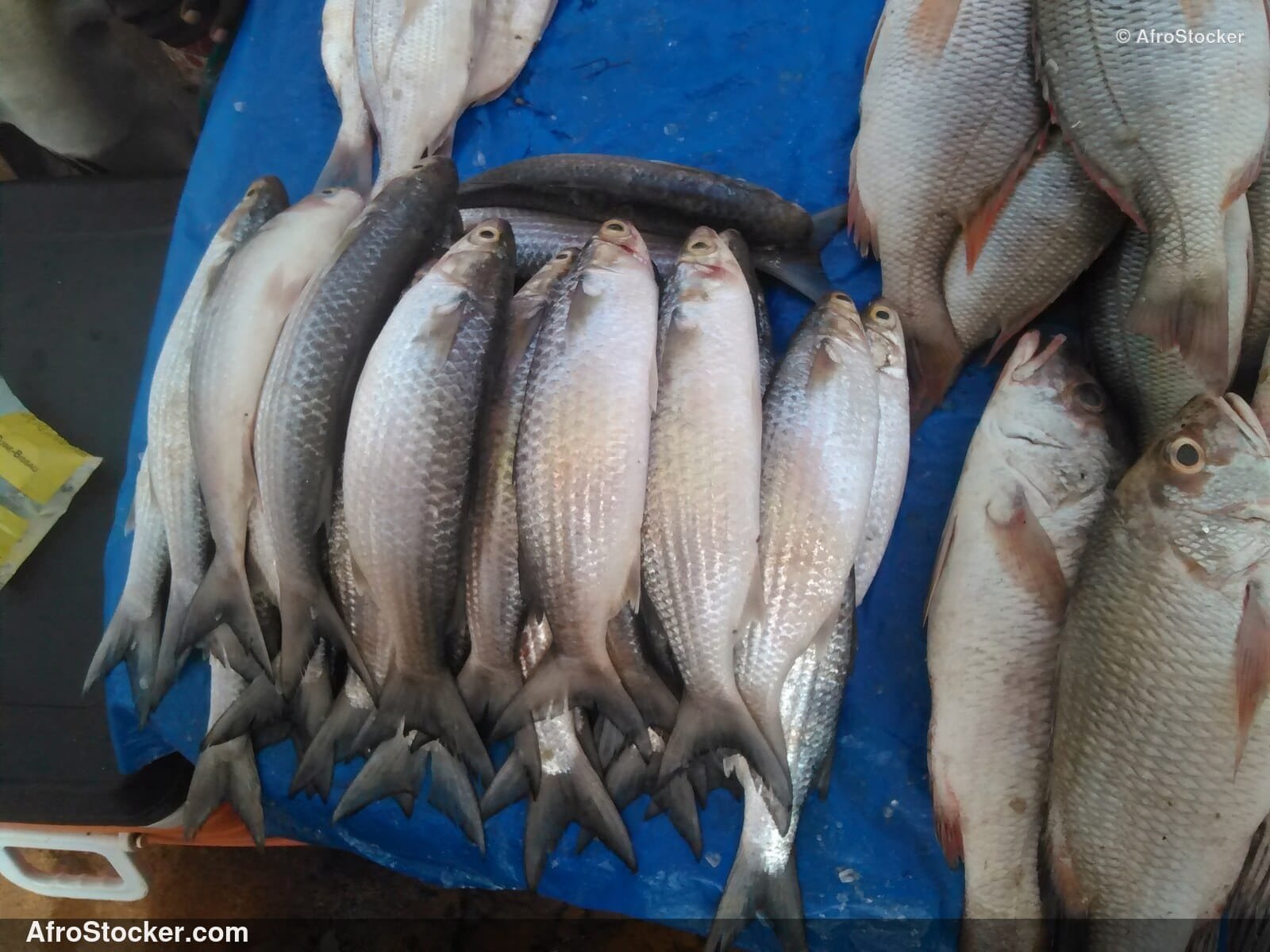 Fish Seller African Market / Marchand de Poissons Marché Africain | AfroStocker