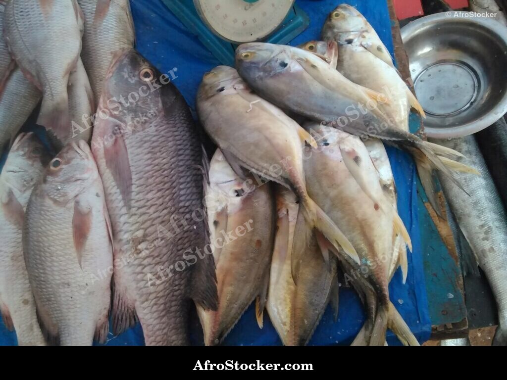 Fresh Fish African Market / Poissons Frais Marché Africain | AfroStocker