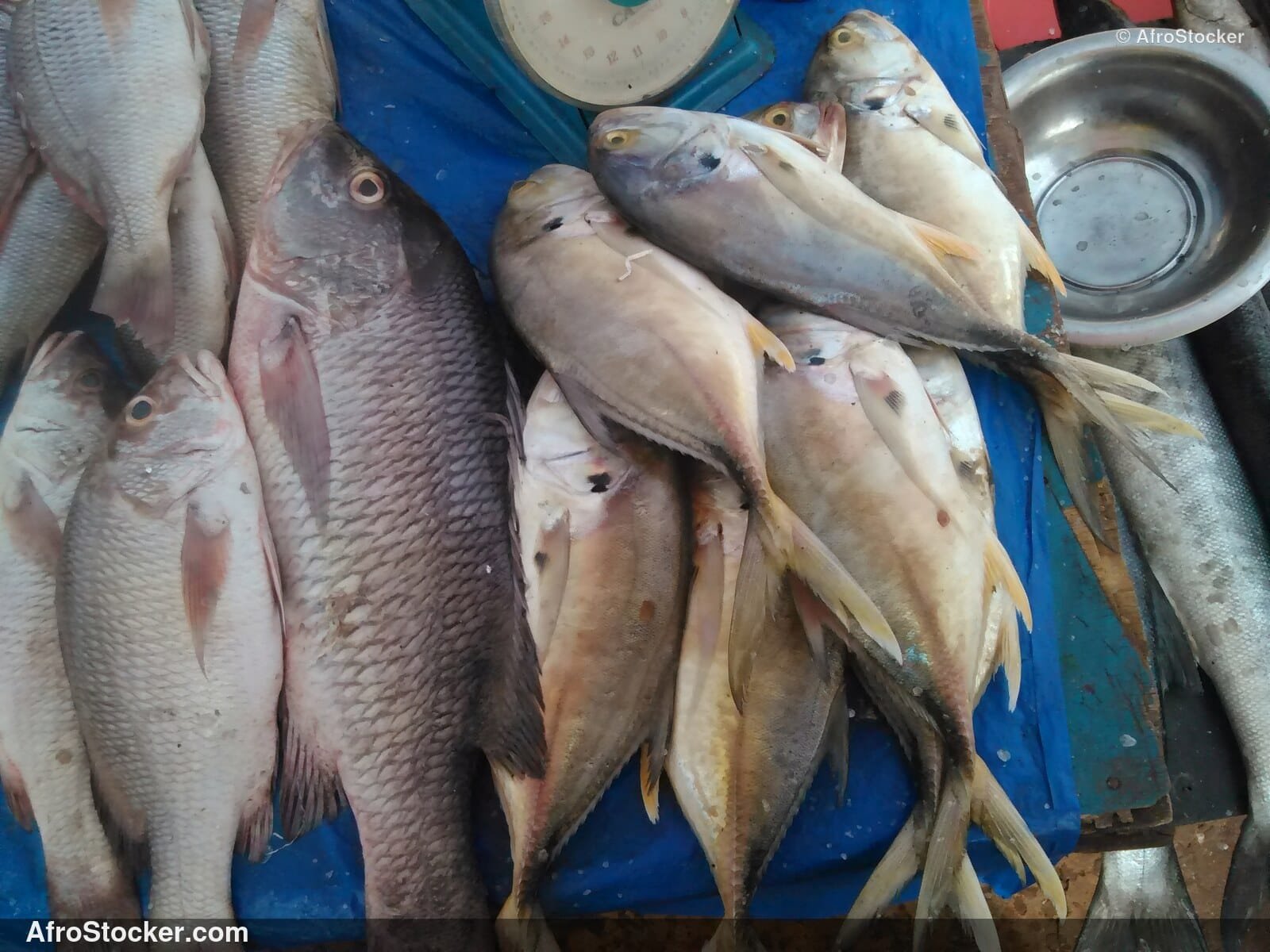Fresh Fish African Market / Poissons Frais Marché Africain | AfroStocker