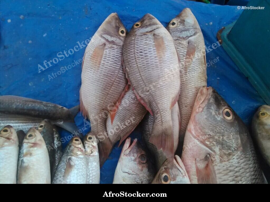 Fish Market African Market / Marché aux Poissons Marché Africain | AfroStocker