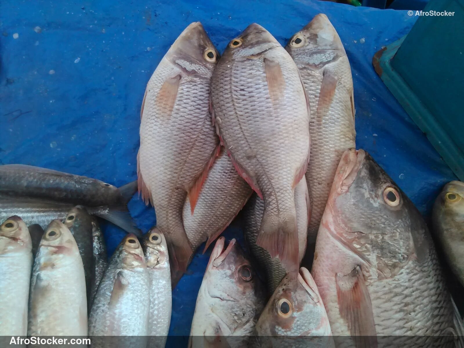 Fish Market African Market / Marché aux Poissons Marché Africain | AfroStocker