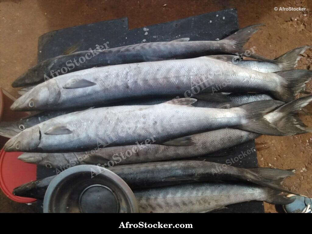 Fish Vendor Local Market / Vendeur de Poissons Marché Local | AfroStocker