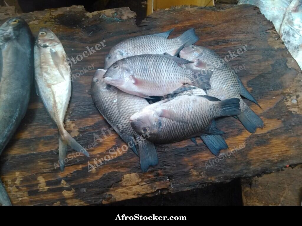 Fish Catch Local Market / Pêche Marché Local | AfroStocker