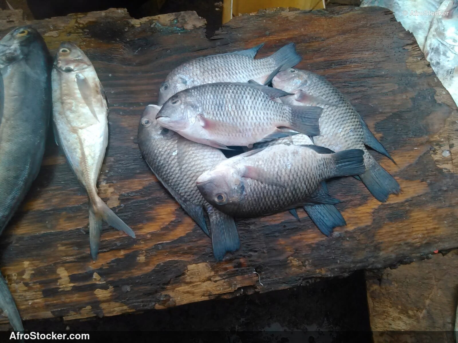 Fish Catch Local Market / Pêche Marché Local | AfroStocker