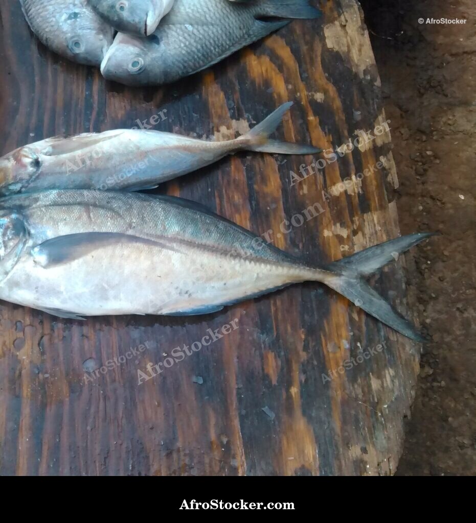 Fish Trade Local Market / Commerce de Poissons Marché Local | AfroStocker