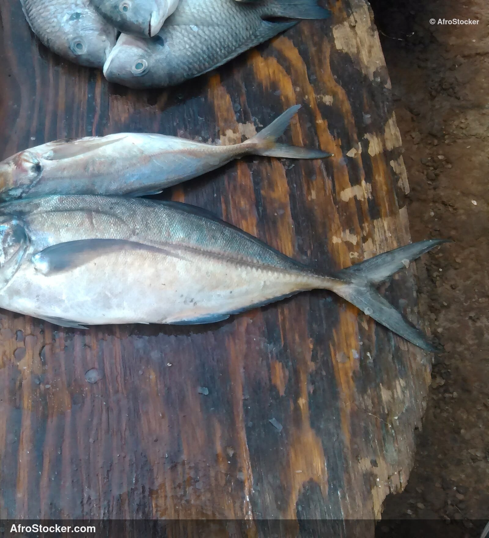 Fish Trade Local Market / Commerce de Poissons Marché Local | AfroStocker