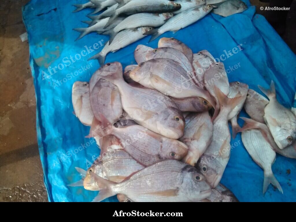 Fish Display Village Market / Étalage de Poissons Marché du Village | AfroStocker