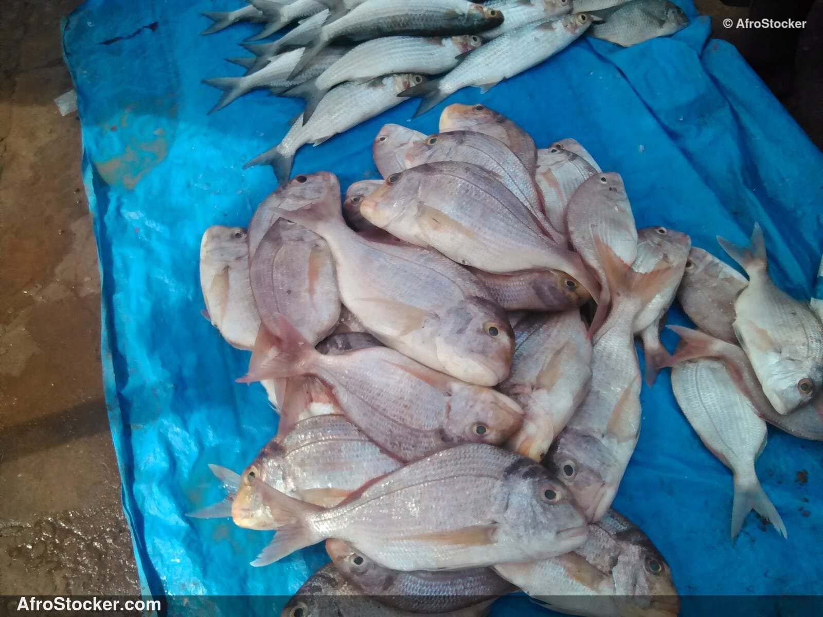 Fish Display Village Market / Étalage de Poissons Marché du Village | AfroStocker
