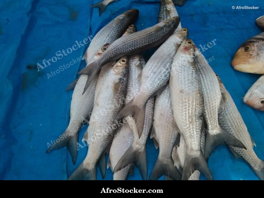 Fish Stall Village Market / Stand de Poissons Marché du Village | AfroStocker