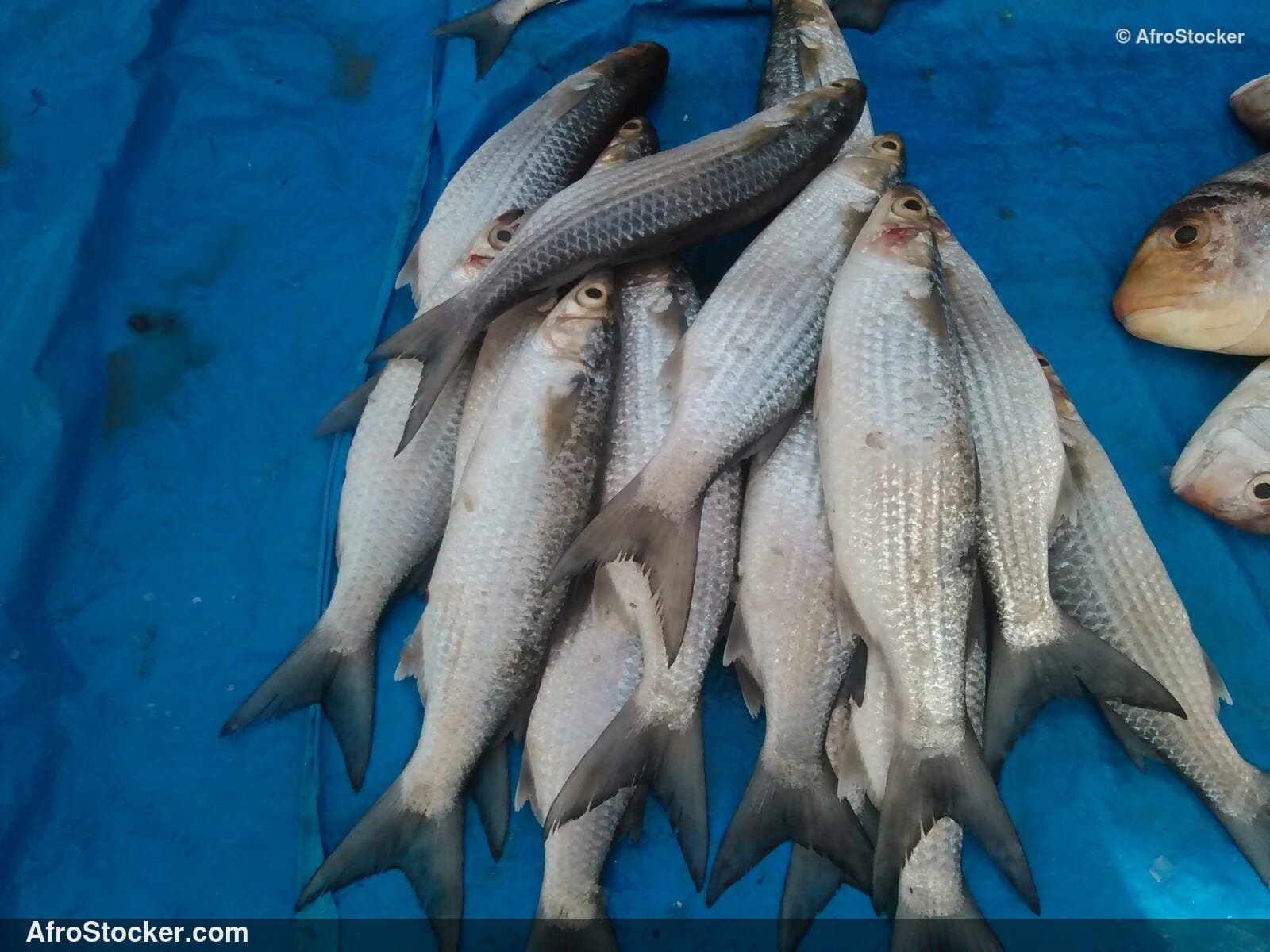 Fish Stall Village Market / Stand de Poissons Marché du Village | AfroStocker