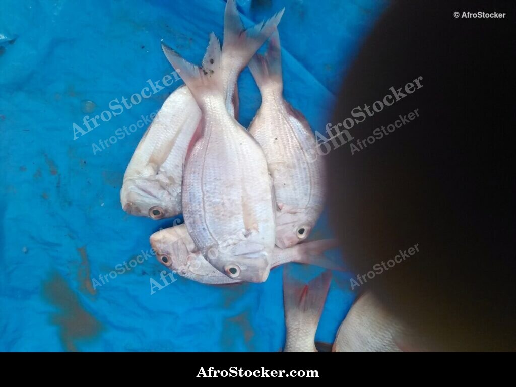 Fish Seller Village Market / Marchand de Poissons Marché du Village | AfroStocker