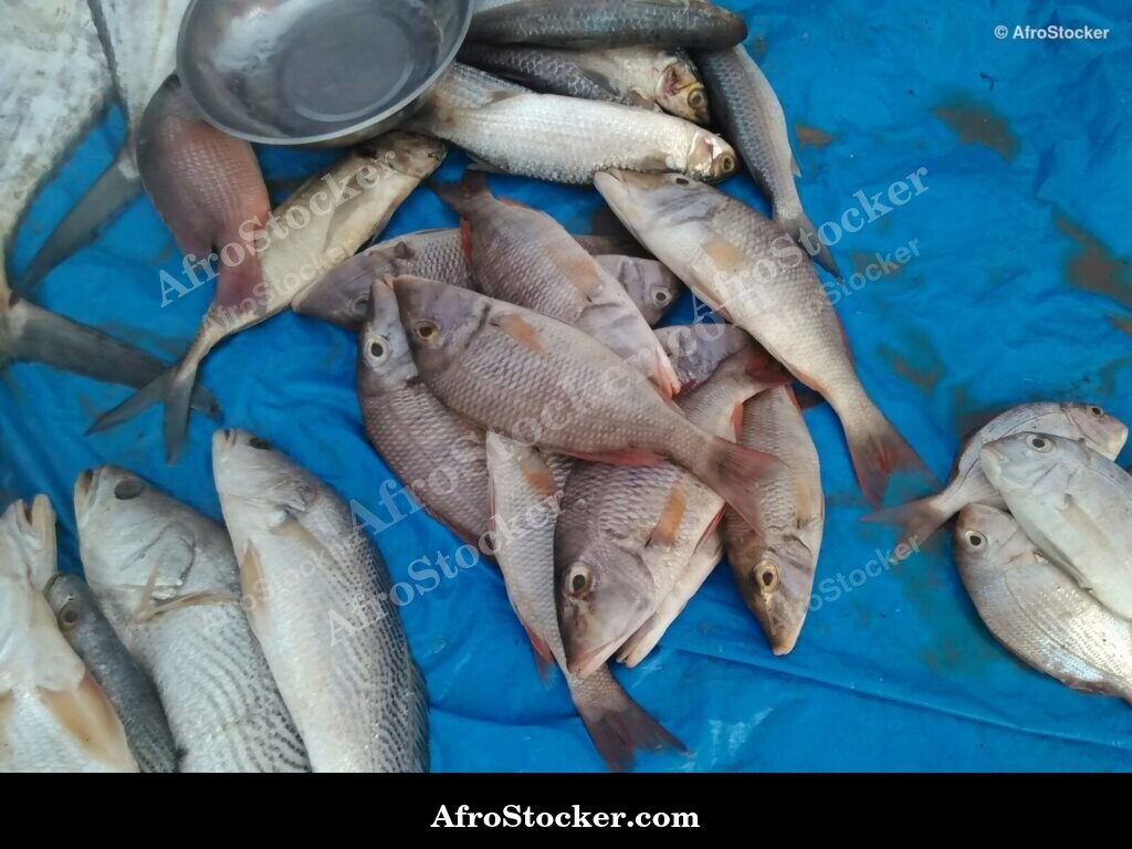 Fresh Fish Seaside Africa / Poissons Frais Afrique Côtière | AfroStocker