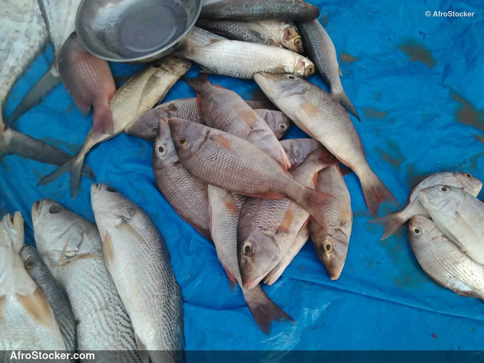 Fresh Fish Seaside Africa / Poissons Frais Afrique Côtière | AfroStocker