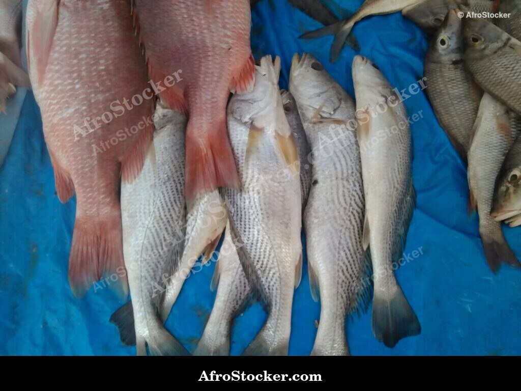Fish Market Seaside Africa / Marché aux Poissons Afrique Côtière | AfroStocker