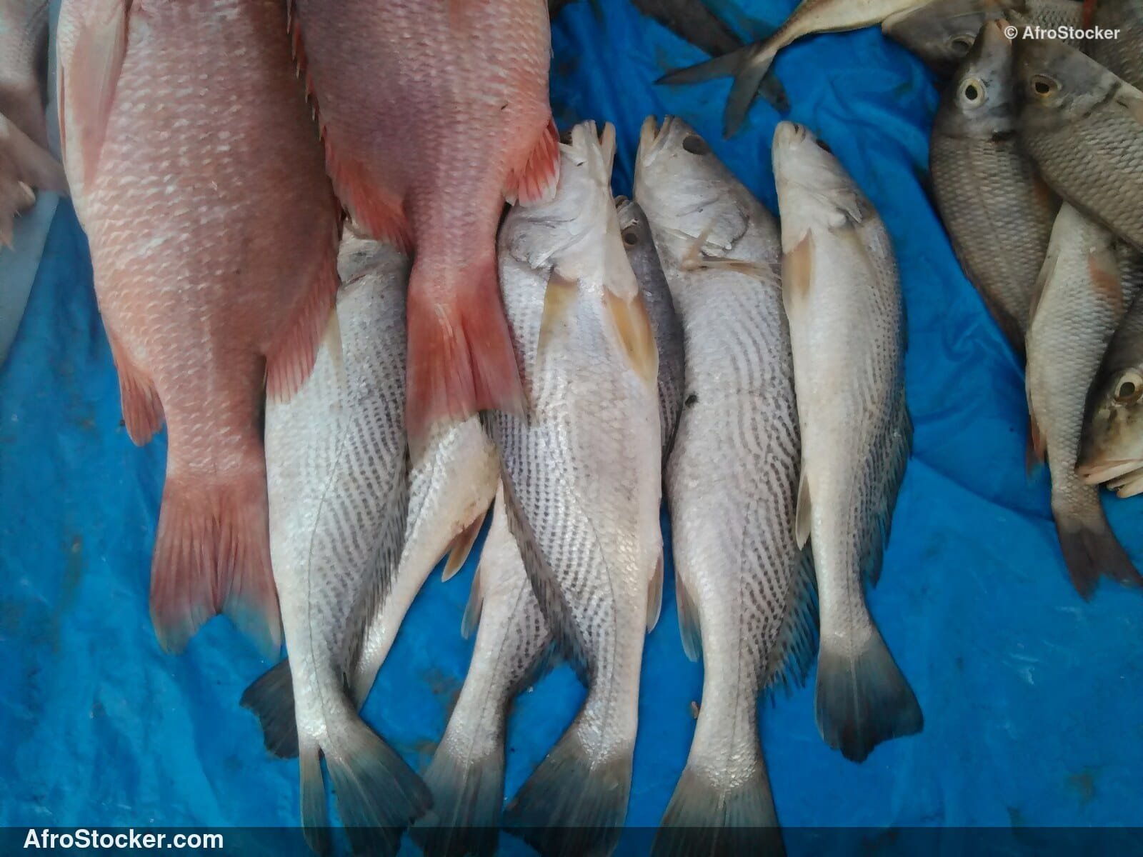 Fish Market Seaside Africa / Marché aux Poissons Afrique Côtière | AfroStocker