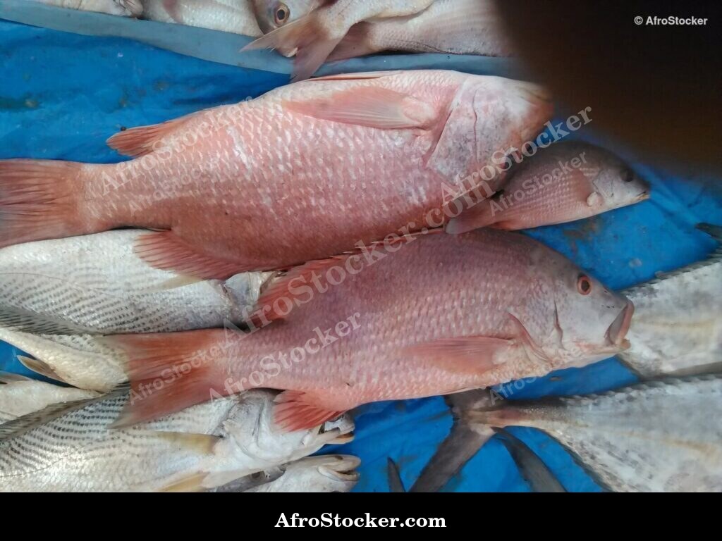 Fish Vendor Seaside Africa / Vendeur de Poissons Afrique Côtière | AfroStocker