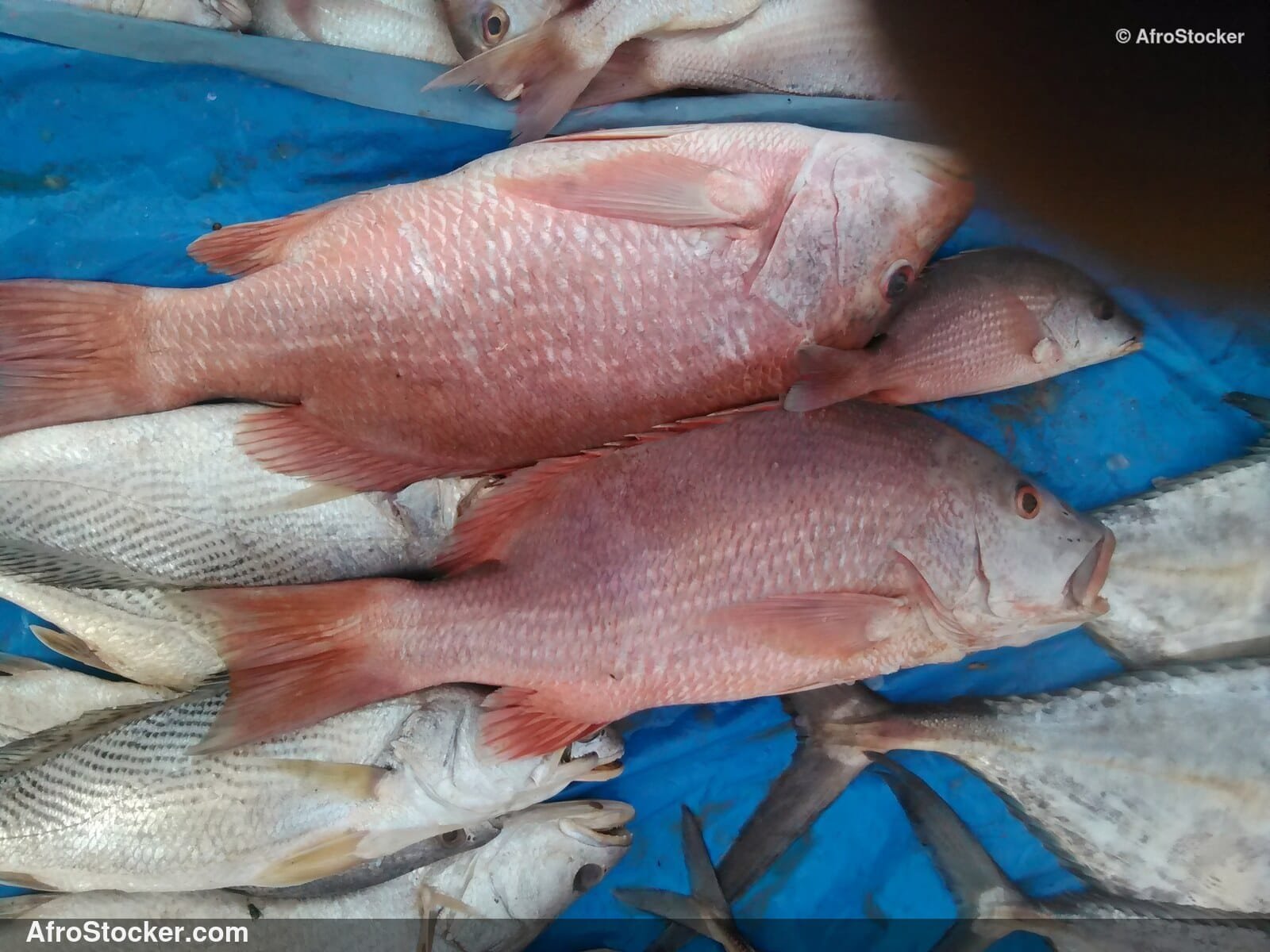 Fish Vendor Seaside Africa / Vendeur de Poissons Afrique Côtière | AfroStocker