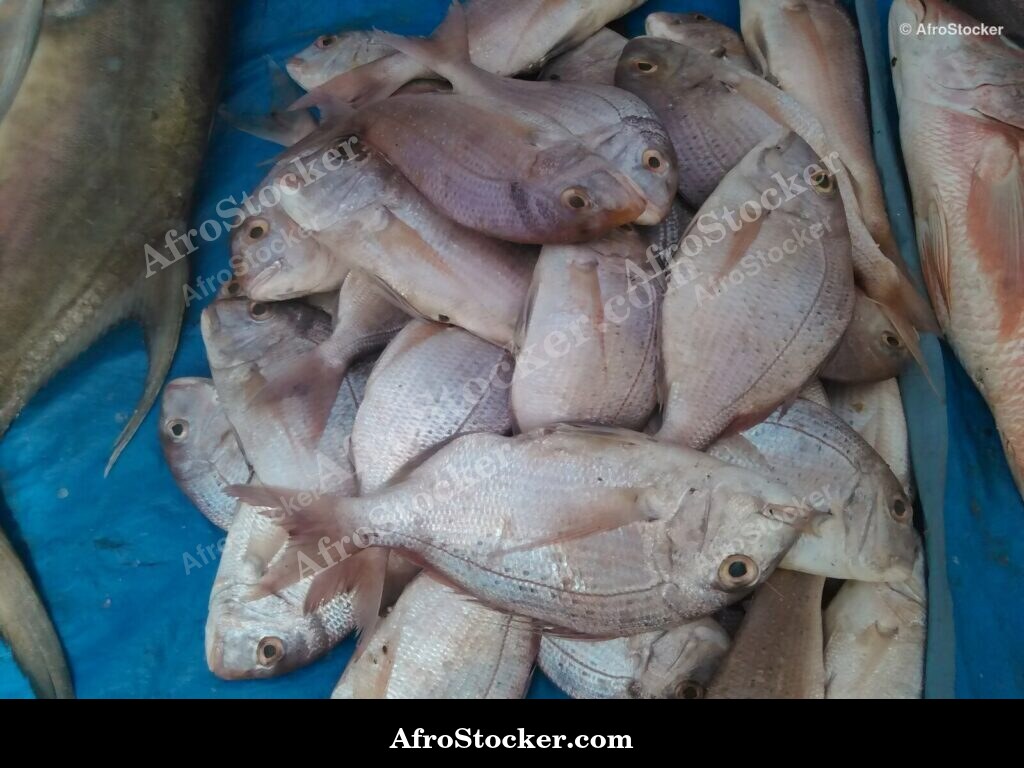 Fish Catch Traditional Africa / Pêche Afrique Traditionnelle | AfroStocker