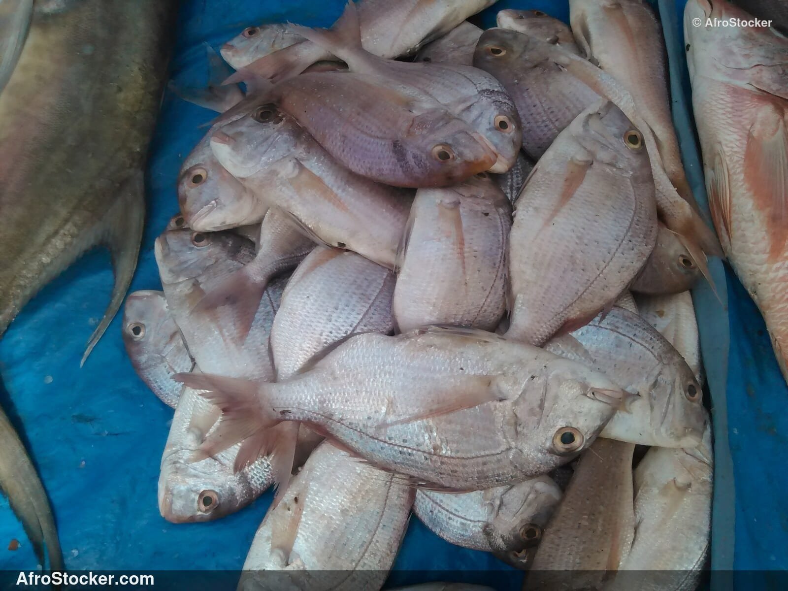 Fish Catch Traditional Africa / Pêche Afrique Traditionnelle | AfroStocker