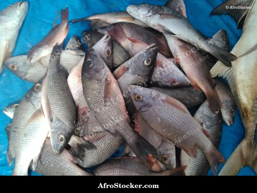 Fish Trade Traditional Africa / Commerce de Poissons Afrique Traditionnelle | AfroStocker