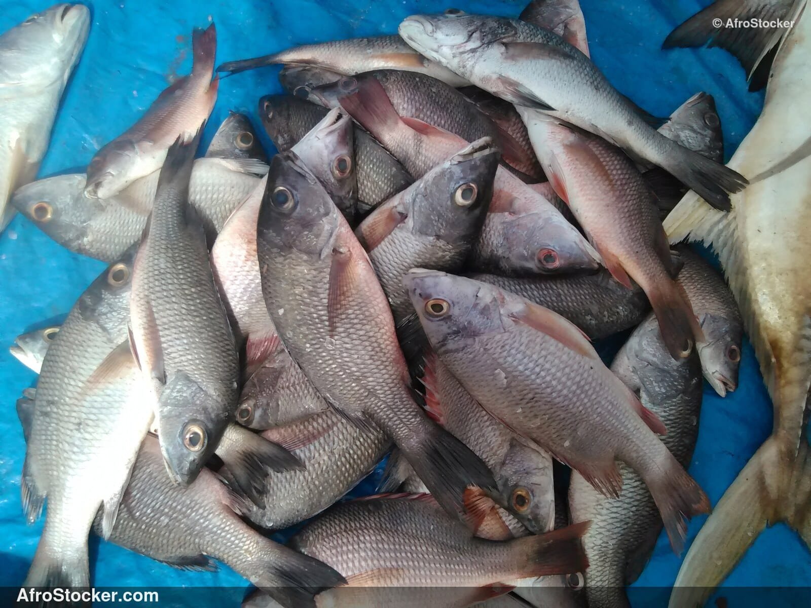 Fish Trade Traditional Africa / Commerce de Poissons Afrique Traditionnelle | AfroStocker