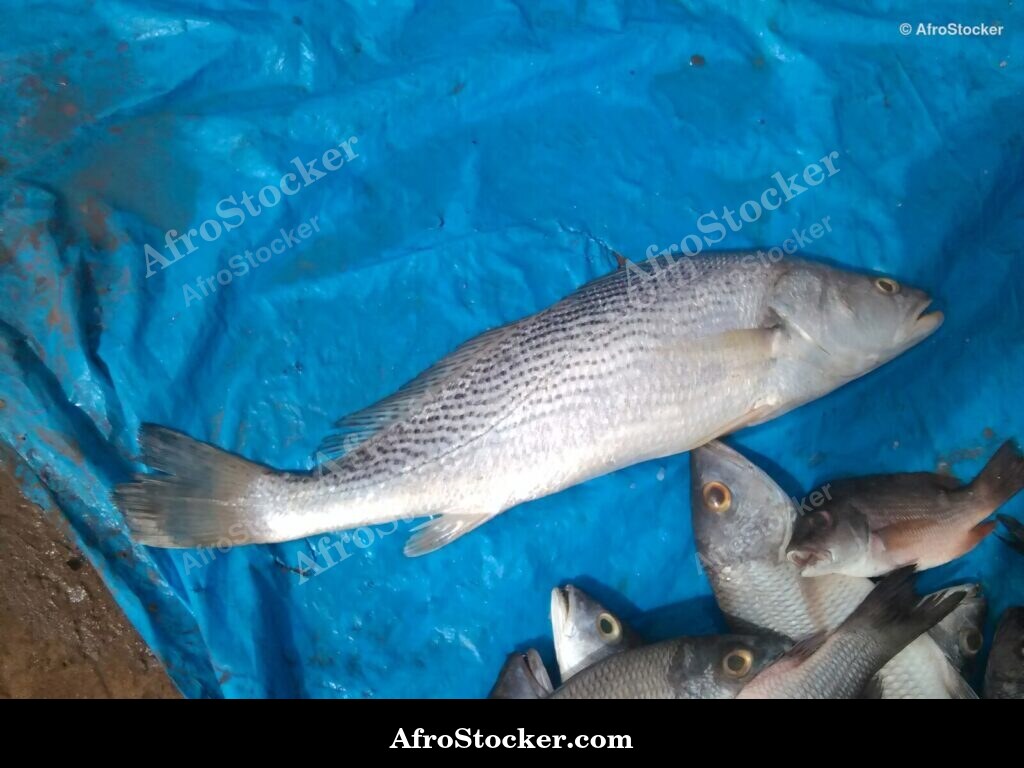 Fish Display Traditional Africa / Étalage de Poissons Afrique Traditionnelle | AfroStocker
