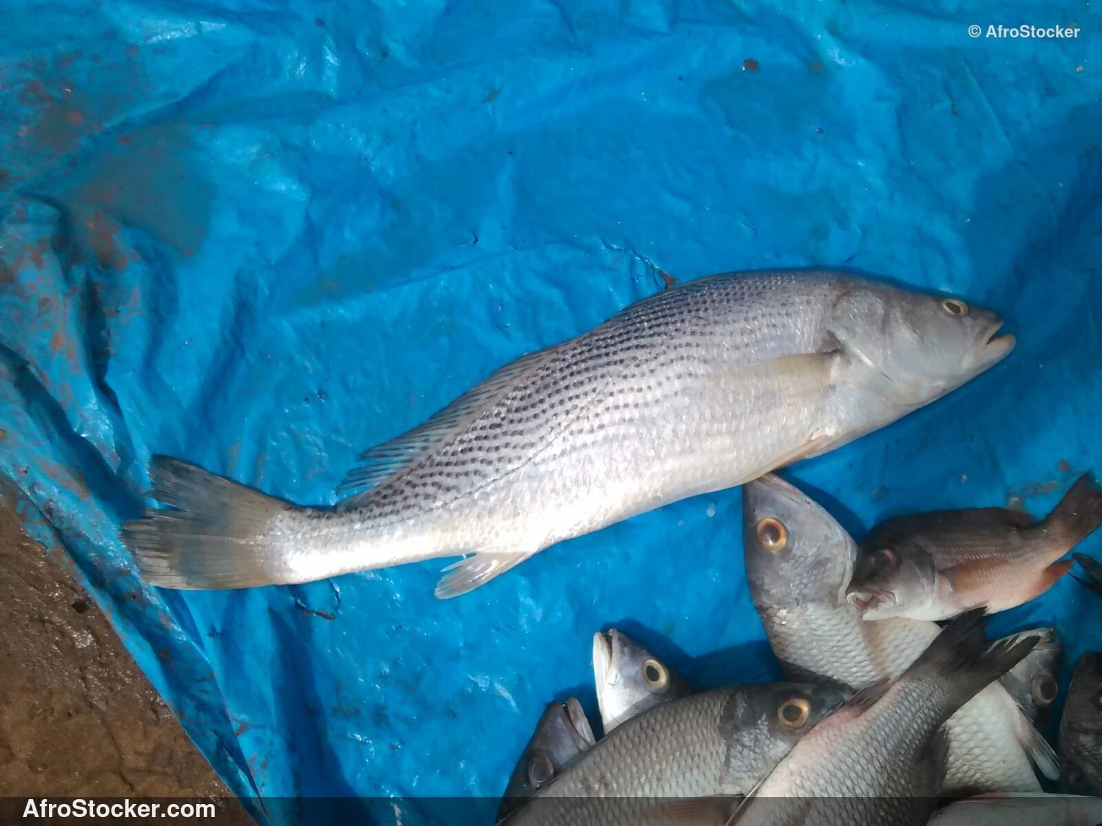 Fish Display Traditional Africa / Étalage de Poissons Afrique Traditionnelle | AfroStocker
