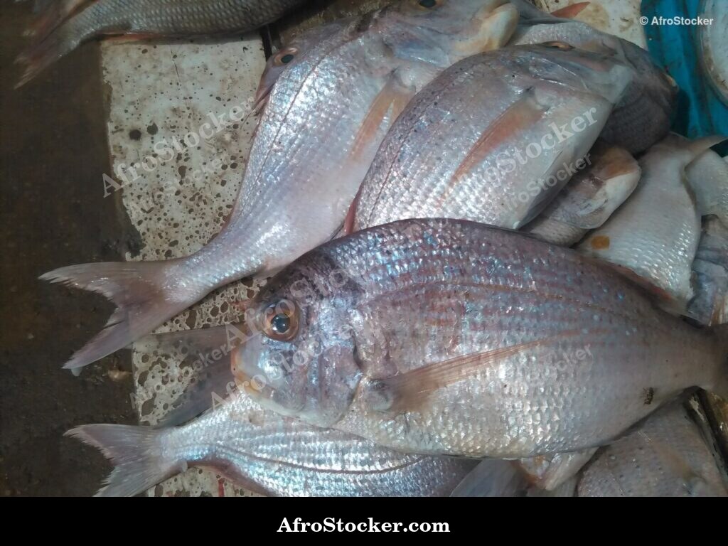 Fish Stall Riverside Africa / Stand de Poissons Afrique Riveraine | AfroStocker