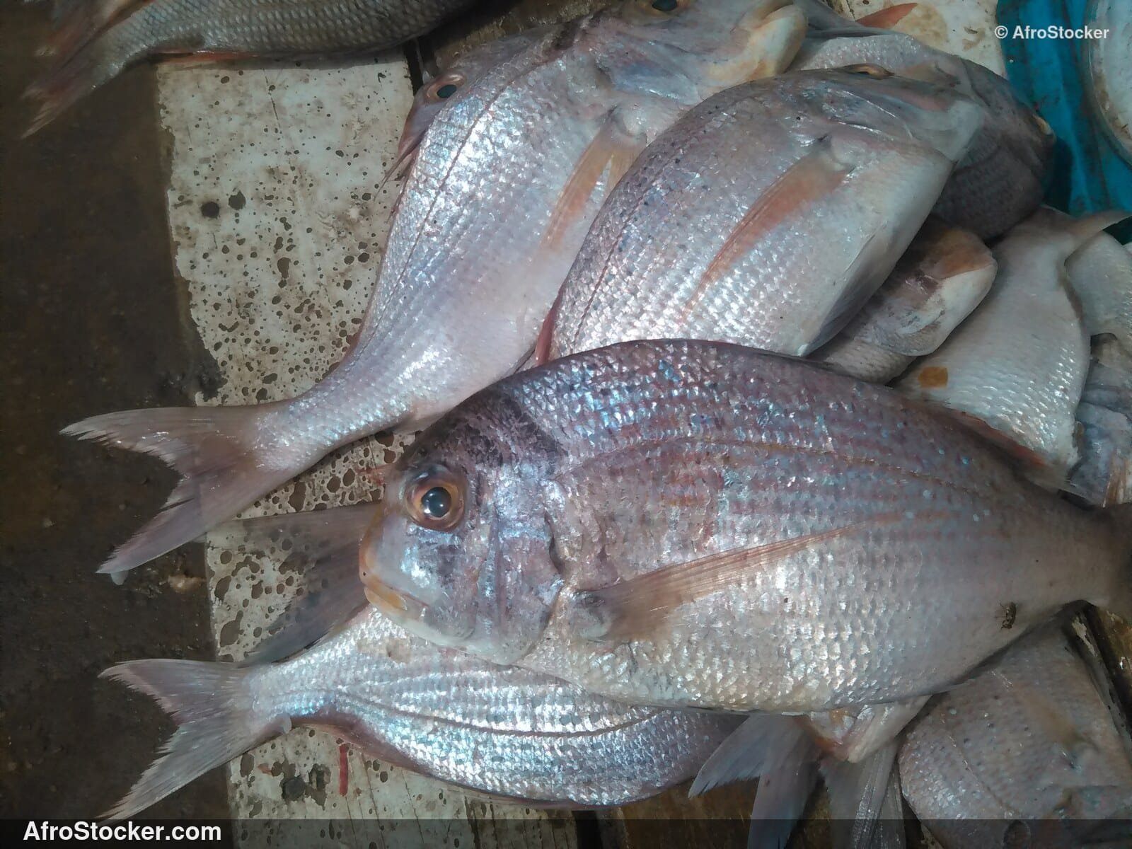 Fish Stall Riverside Africa / Stand de Poissons Afrique Riveraine | AfroStocker