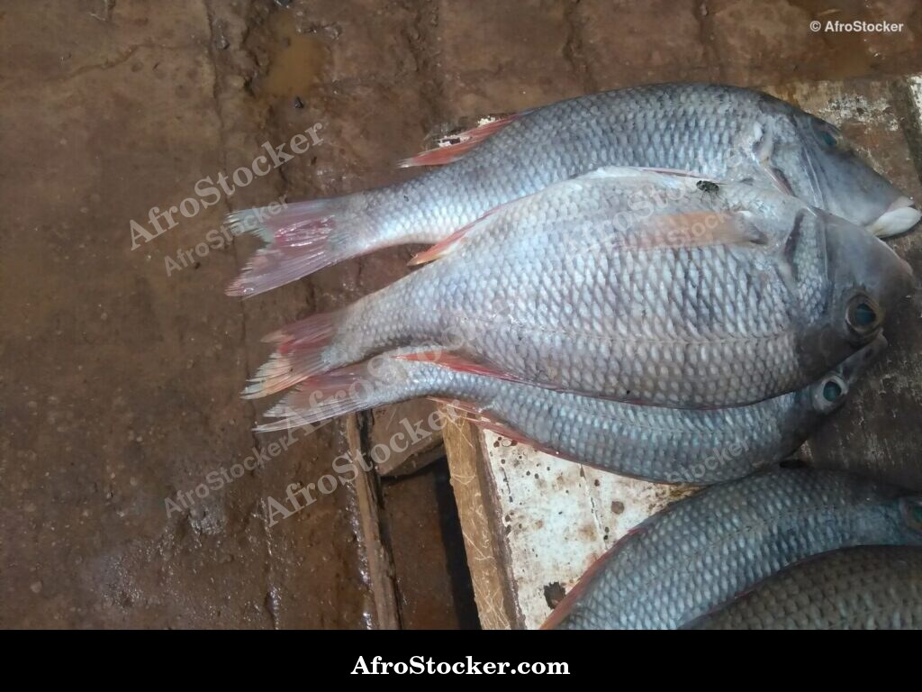 Fish Seller Riverside Africa / Marchand de Poissons Afrique Riveraine | AfroStocker